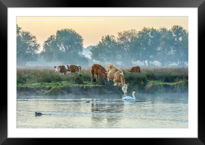 Cows & Swan at Sunrise Framed Mounted Print by Veronica in the Fens