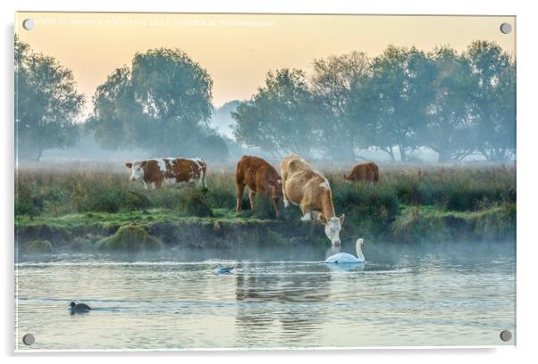 Cows & Swan at Sunrise Acrylic by Veronica in the Fens