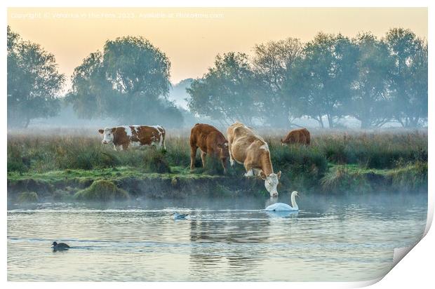 Cows & Swan at Sunrise Print by Veronica in the Fens