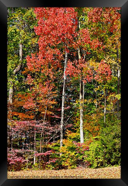 Autumnal Leaves Changing Framed Print by John Chase