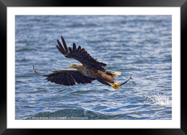 White Tailed Sea Eagle Framed Mounted Print by Darryl Bristow
