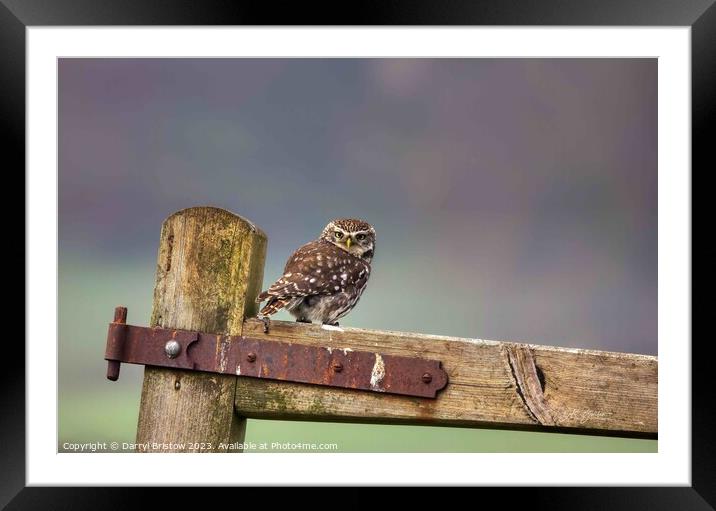 Little Owl  Framed Mounted Print by Darryl Bristow