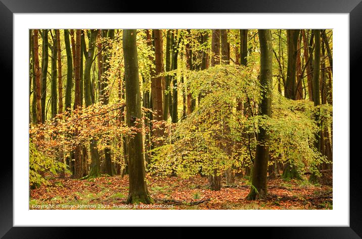 Autumnal woodland Framed Mounted Print by Simon Johnson