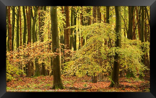 Autumnal woodland Framed Print by Simon Johnson