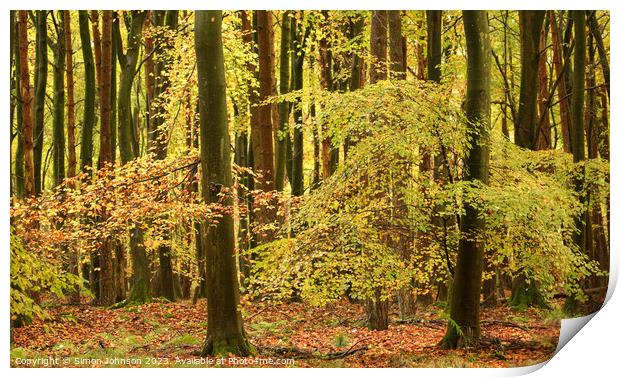 Autumnal woodland Print by Simon Johnson