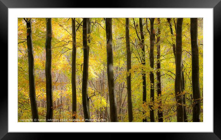 Beech woodland autumn Framed Mounted Print by Simon Johnson