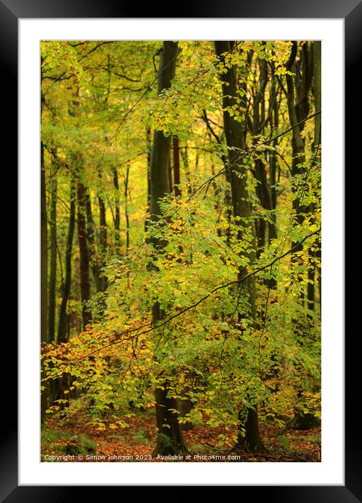 Bech wood  Framed Mounted Print by Simon Johnson