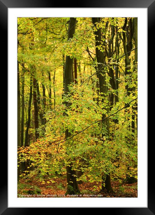 Beech woodland  Framed Mounted Print by Simon Johnson