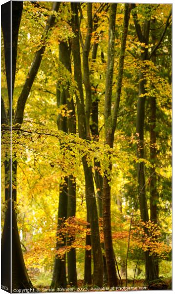 Beech woodland autumn  Canvas Print by Simon Johnson