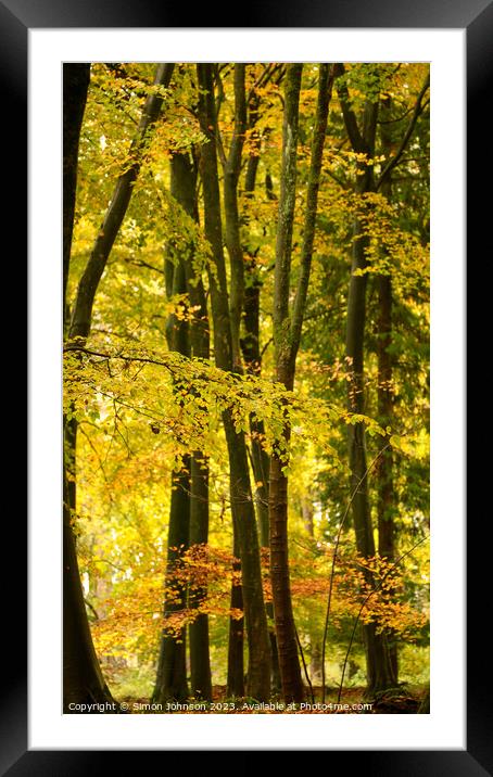 Beech woodland autumn  Framed Mounted Print by Simon Johnson