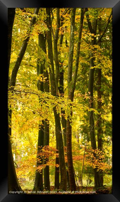 Beech woodland autumn  Framed Print by Simon Johnson