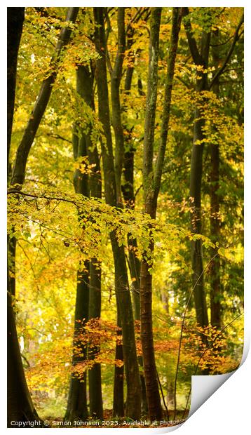 Beech woodland autumn  Print by Simon Johnson
