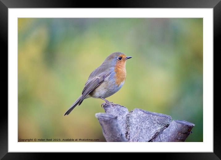 Robin Red Breast bird perched on a tree stump Framed Mounted Print by Helen Reid