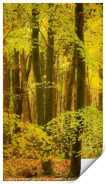 Beech Woodland  Print by Simon Johnson