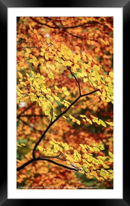Autumn Beech leaves  Framed Mounted Print by Simon Johnson
