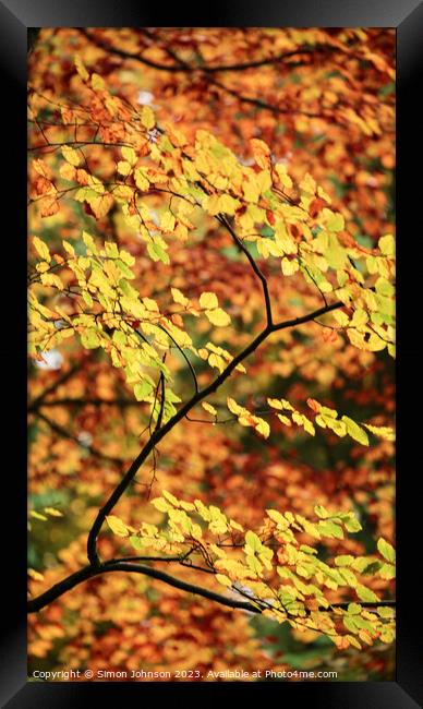 Autumnal beech leaves  Framed Print by Simon Johnson