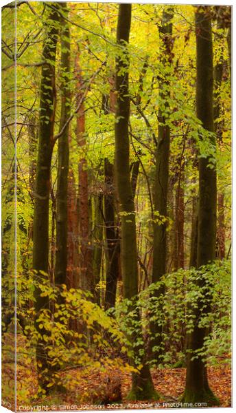 Beech woodland  Canvas Print by Simon Johnson