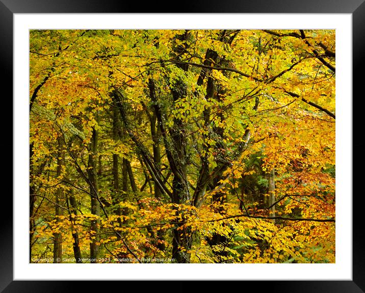 Woodland canopy  Framed Mounted Print by Simon Johnson