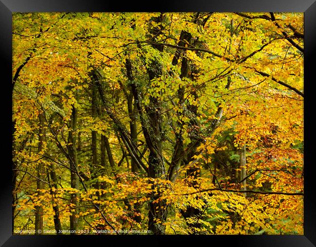 Woodland canopy  Framed Print by Simon Johnson