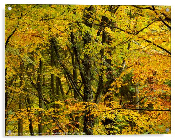 Woodland canopy  Acrylic by Simon Johnson