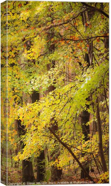 Beech woodland in autumn  Canvas Print by Simon Johnson