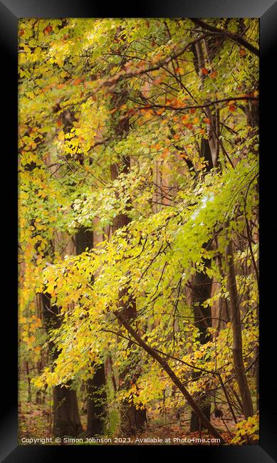 Beech woodland in autumn  Framed Print by Simon Johnson