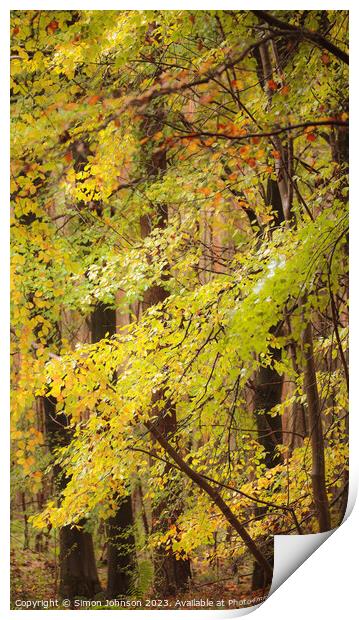 Beech woodland in autumn  Print by Simon Johnson