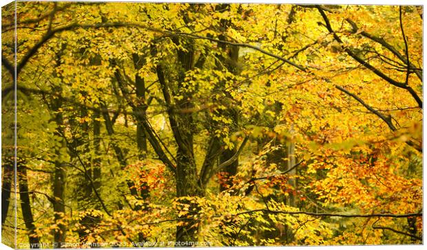 Autumn woodland canopy  Canvas Print by Simon Johnson