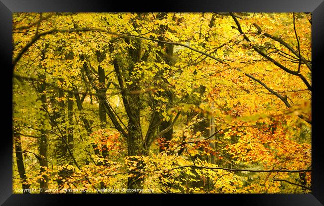 Autumn woodland canopy  Framed Print by Simon Johnson