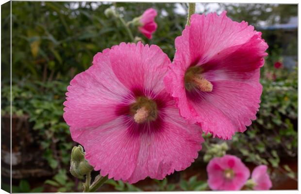 Pink Hollyhocks flowers Canvas Print by Kevin Hellon