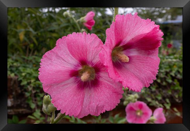Pink Hollyhocks flowers Framed Print by Kevin Hellon