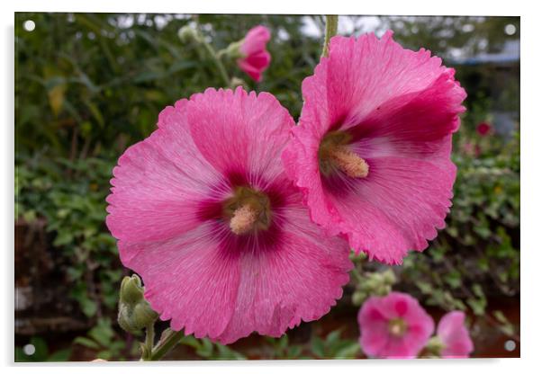 Pink Hollyhocks flowers Acrylic by Kevin Hellon