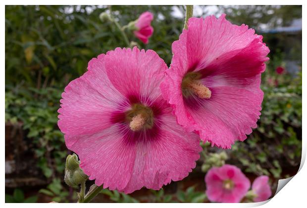 Pink Hollyhocks flowers Print by Kevin Hellon