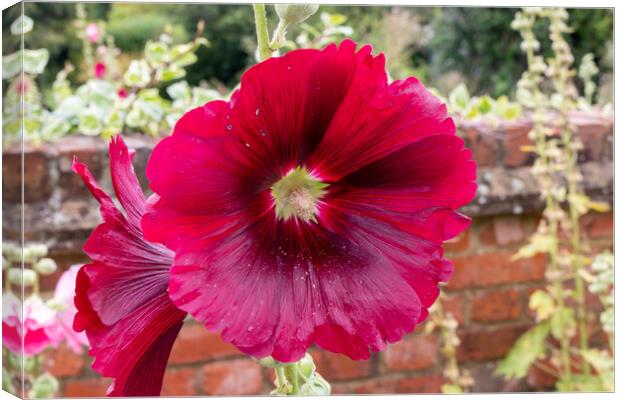 Deep red Hollyhocks flowers Canvas Print by Kevin Hellon