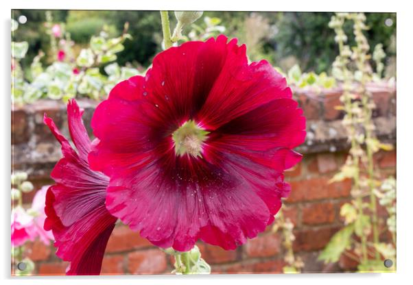 Deep red Hollyhocks flowers Acrylic by Kevin Hellon