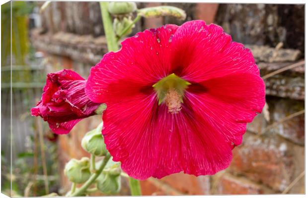 Red Hollyhocks flowers Canvas Print by Kevin Hellon