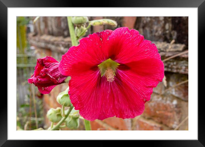 Red Hollyhocks flowers Framed Mounted Print by Kevin Hellon