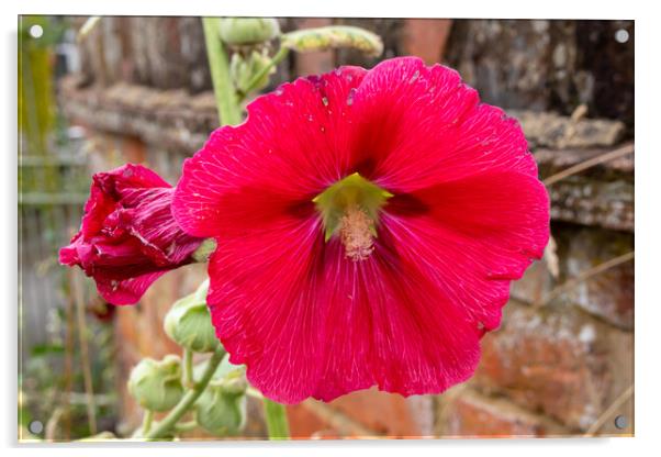 Red Hollyhocks flowers Acrylic by Kevin Hellon