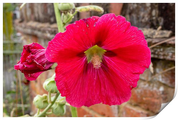 Red Hollyhocks flowers Print by Kevin Hellon