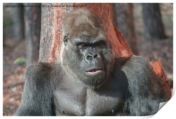 Iconic Silverback - Oumbi Unveiled Print by rawshutterbug 