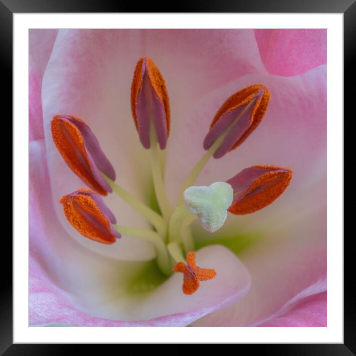 Structure of a Lily. Framed Mounted Print by Bill Allsopp