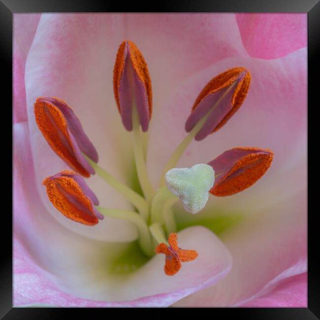 Structure of a Lily. Framed Print by Bill Allsopp