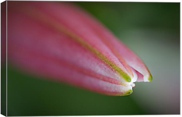 Lily the Pink. Canvas Print by Bill Allsopp