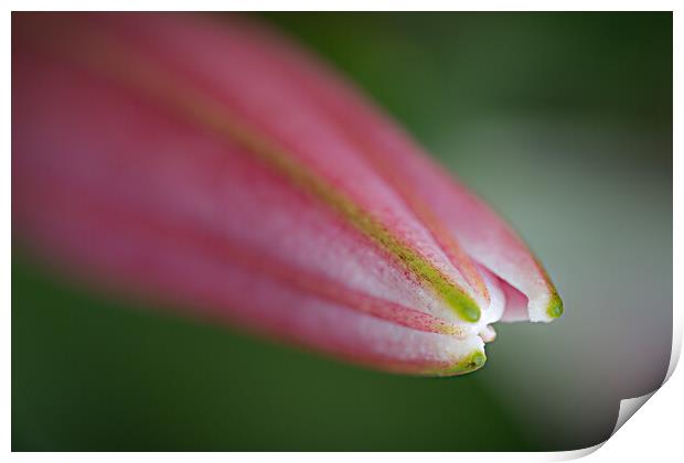 Lily the Pink. Print by Bill Allsopp