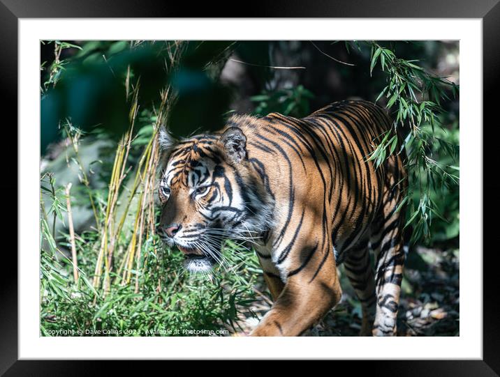 Sumatran tiger in dappled light at Edinburgh Zoo, Edinburgh, Scotland Framed Mounted Print by Dave Collins