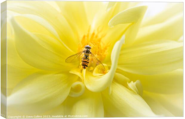 Hover fly on a yellow dahlia Canvas Print by Dave Collins