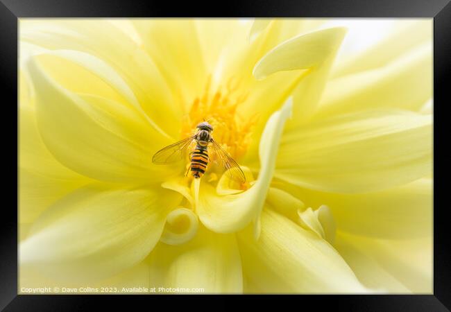 Hover fly on a yellow dahlia Framed Print by Dave Collins