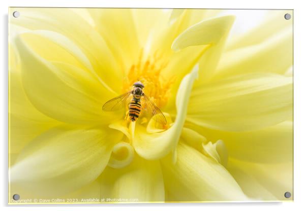 Hover fly on a yellow dahlia Acrylic by Dave Collins
