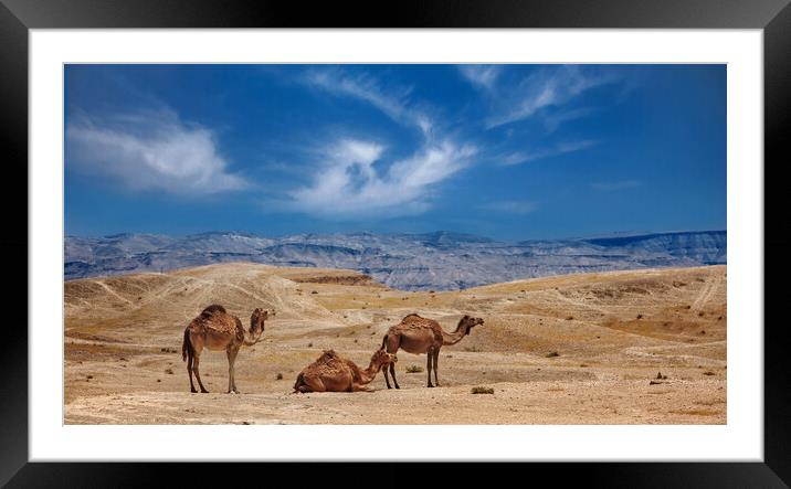 Israel, Negev Desert, A herd of Arabian camels Framed Mounted Print by Olga Peddi