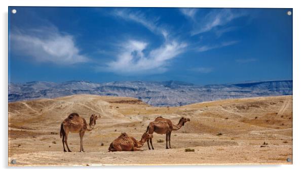 Israel, Negev Desert, A herd of Arabian camels Acrylic by Olga Peddi